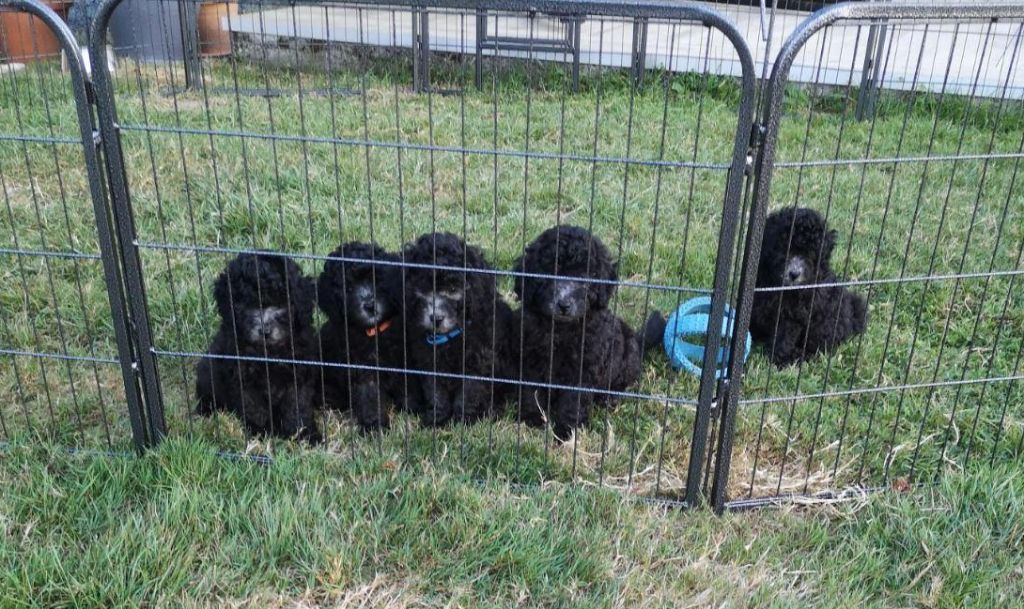 chiot Caniche Des Petits Créoles De Salazie