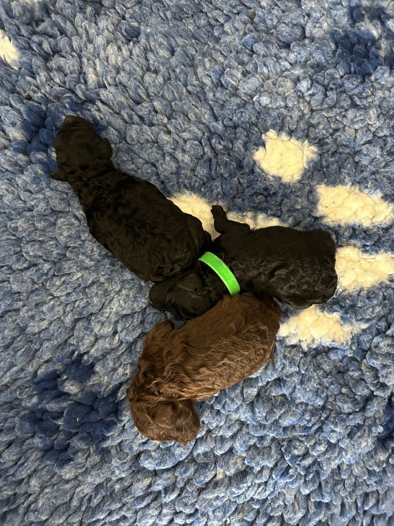 Des Petits Créoles De Salazie - Caniche - Portée née le 09/09/2025