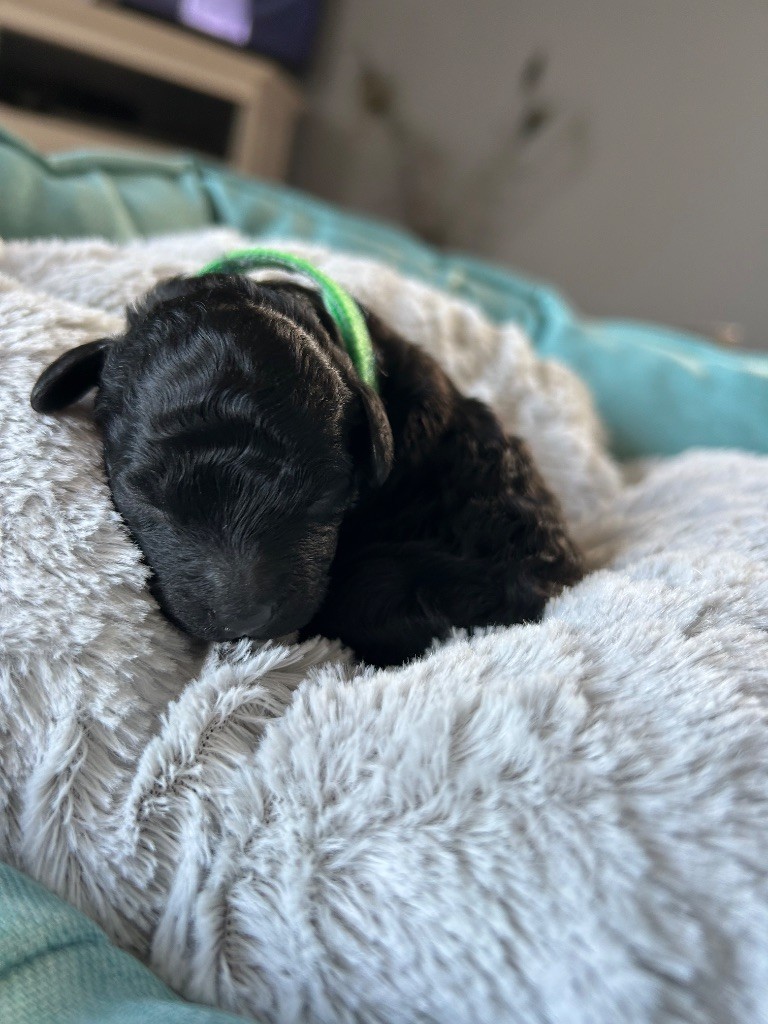 Des Petits Créoles De Salazie - Chiots disponibles - Caniche