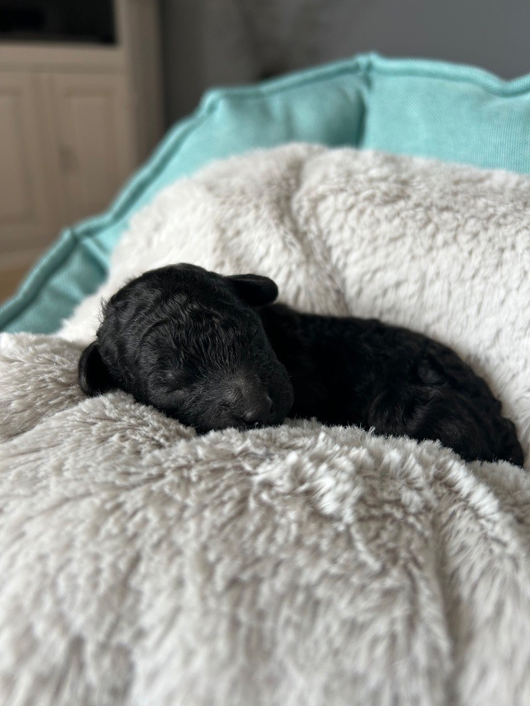 Des Petits Créoles De Salazie - Chiots disponibles - Caniche