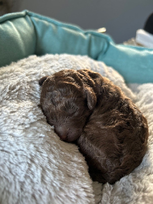 CHIOT 3