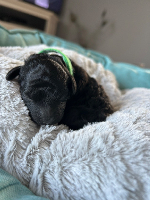CHIOT 1