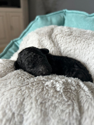 CHIOT 2